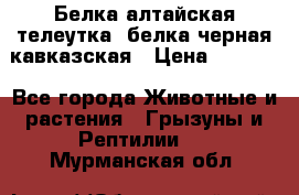 Белка алтайская телеутка, белка черная кавказская › Цена ­ 5 000 - Все города Животные и растения » Грызуны и Рептилии   . Мурманская обл.